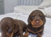 Dachshund puppies