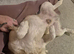 KC registerd fluffy cream male french bulldog