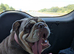 British bulldog