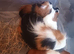Beautiful  male guinea pigs