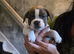 French bulldog x boston