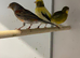 Harlaquin canary Cock bird