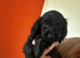 LAST BOY IN LITTER