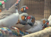 Very wide variety of finches. Looking list