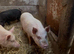 Three guilts ready for breeding mini pigs