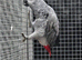 Juvenile Male congo african grey