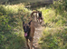 BELGIAN MALINOIS PUPPIES FOR SALE