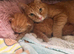 2 beautiful ginger kittens