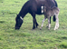 NF foals