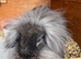 Mini lion lop