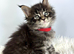 7 Gorgeous Pure Breed Maine Coon Kittens