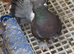 Indian fantail male