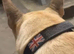 Kc Reg Fawn & White Bull Terrier