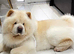 Beautiful 3-Year-Old Chow Chow – Sydney
