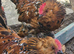 BARBU D'UCCLE ROOSTERS