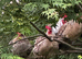 Chicks, growers,layers,hatching eggs,pekins,orpingtons, blue cream crested
