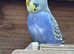 Baby Budgies