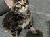 Ragdoll cross tabby