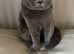 STUNNING PURE BRITISH SHORTHAIR!