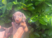 Dapple dachshunds