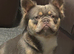 Fluffy French bulldog