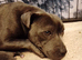 KC blue Staffordshire Bull Terrier Puppies