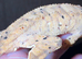 Various Crested Geckos