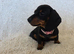 Six beautiful miniature smooth haired dachshunds-one girl left