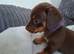 Miniature dachshund