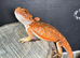 Baby bearded dragon