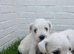 Schnoodle puppies