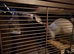 3 Male Rats