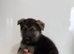 Ready now stunning Kc registered pups