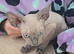 Sphynx to rehome