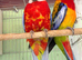 Beautiful Eastern Rosella parrot