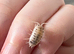 10 dairy cow isopods
