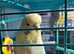 2 budgies and cage for sale.