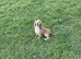 Cocker spaniel puppies
