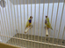 Pair of Gouldian Finches For Sale