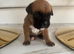 KC Boxer Puppies