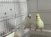 Young pair of budgies for sale