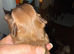 Ready to go, Lovely cheeky Shih Tzu pups Just 4 lovely boys