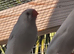 Mutation zebra finches