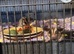 Bonded pair sugar gliders