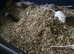 Baby gerbils for sale