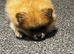 Pomeranian boys teddy bear faces
