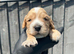 Working cocker spaniel puppies