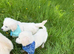 KC registered golden retreiver boy
