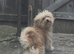 Lhaso apso x pomeranian