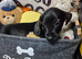 Dachshunds